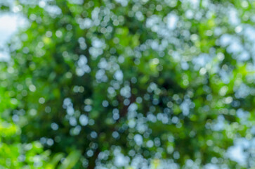 Bokeh background from leaves and branches out of focus