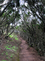 Tropical forest with moss, tourist path through the jungle. Rainforest. Canary Islands. Tenerife.