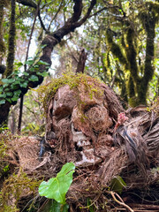 Human skull and bones in the jungle with moss. A tropical forest. Canary Islands. Tenerife.