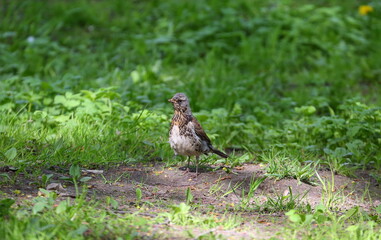 A small colorful bird in the green grass
