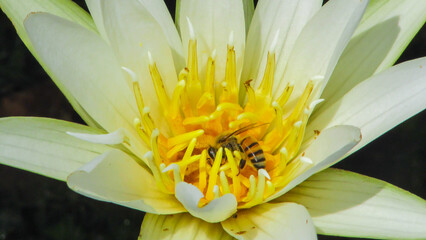 Obraz premium white flowers growing on large leaves in water