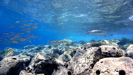 Underwater photo of crystal clear blue reef with fish