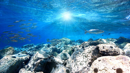 Underwater photo of crystal clear blue reef with fish. From a scuba dive at the Canary islands.