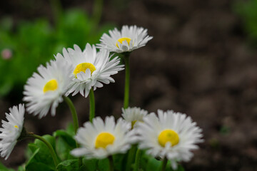 A close up of some beautiful flowers in the middle of spring