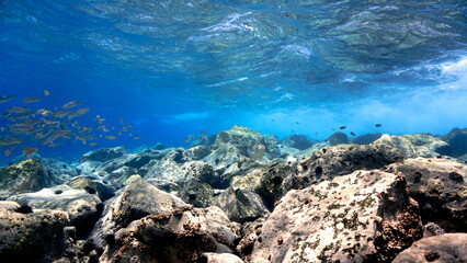 Fototapeta premium Underwater photo of crystal clear blue reef with fish