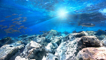 Underwater photo of crystal clear blue reef with fish. From a scuba dive at the Canary islands.