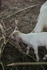 Goats are eating and living together.