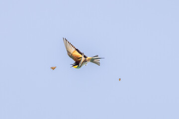 European Bee-eater that catches a butterfly in flight