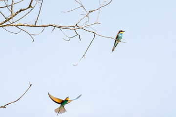 A pair of European bee-eaters settles in a tree