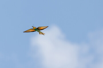 European Bee-eater in flight with a dragonfly across its beak on a blue sky background