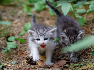 Two Cute grey and white little scared kittens lost in the garden, they screaming and calling mom cat, close up