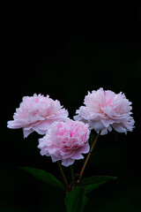 黒背景が映えるピンクの薔薇の花