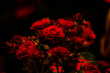 黒背景が映える赤い薔薇の花