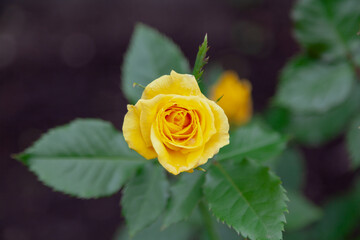Yellow rose bud top view