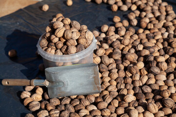 Walnuts and spatula lie on  black background