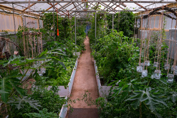 The greenhouse from the inside . Many green plants after watering. Perspective picture