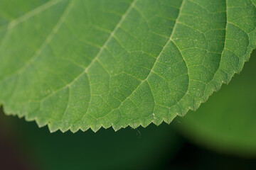 Jagged edge of green leaf of living plant. Macro photography