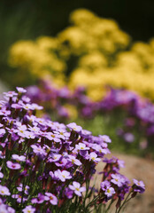 Violet wild flowers in the field. Nature photography. Meadow spring flowers.