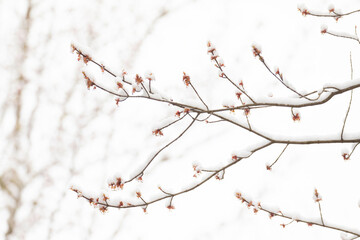 May snow on Red Maple blossoms