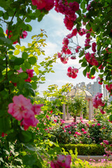 Jungnang Rose Park, Seoul Rose Festival along the Jungnangcheon Stream in Seoul, Korea