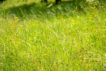 Fototapeta na wymiar Light green grass field background