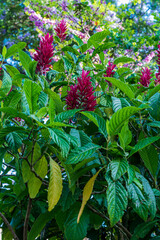 Fototapeta premium Flowering Megaskepasma erythrochlamys Lindau shrub