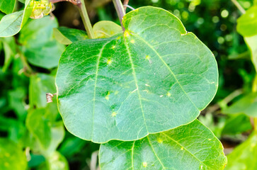 Double-lobed Leaf Of A Vine