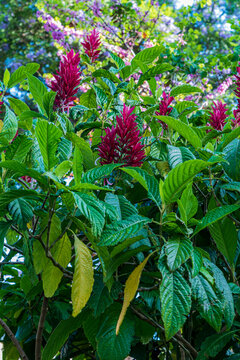 Flowering Megaskepasma erythrochlamys Lindau shrub