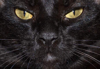 black cat face , pet cute