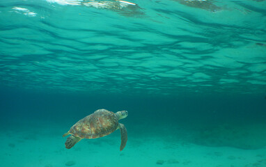 underwater scene , set turtle , caribbean sea