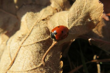 Ladybug on a dry leaf in autumn garden, closeup