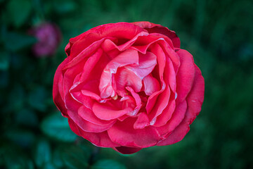 Pink Rose in the garden on green background