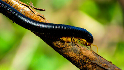 centipede , on branch, green background