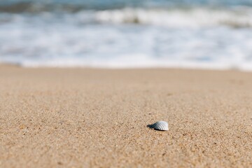 Fototapeta na wymiar one seashell on the whole beach on a background of sea waves
