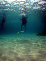 Naklejka na ściany i meble underwater scene , scuba diver and coral reef , caribbean sea 