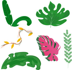 Different Types of Leaves