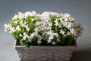straw basket with beautiful campanula plant full of white flowers