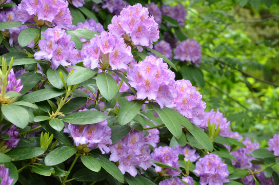 Rhododendronblüte in Lila