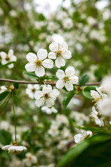 Beautiful white flowers of apple tree. Selective focus bokeh. Green natural background. Romantic background. Beautiful spring background. Floral branch.