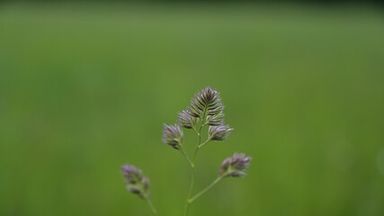 kwiat, drzewo, pejzaż, łąka, owad