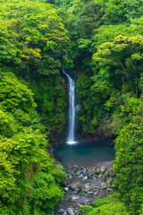 Fototapeta na wymiar 富士市から新緑の須津渓谷本棚の滝