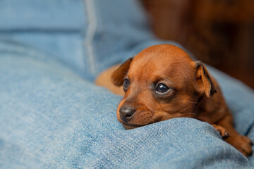 The brown puppy is lying on the lap of the owner. The muzzle dog Mini pinscher