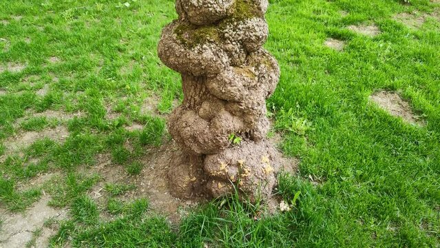 Unusual growths on the trunk of a tree. Deformation of the tree bark. Cap and suvel close-up, similar to warts of wood. Plant diseases