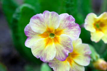 Garden primrose. Close-up of spring flowers, floral photo, macro photography