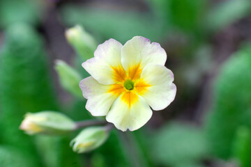 Obraz na płótnie Canvas Spring primrose. Yellow garden primrose, floral photo, macro photography