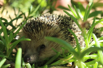Hedgehog in the grass.