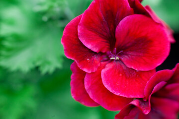 Red pelargonium with green leaves close-up. Macro Photography