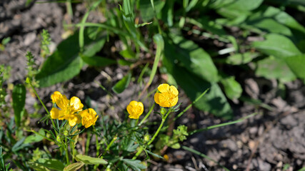 flower, kwiat, Sommer, lato , colori, macro, natura, łąka © Romek