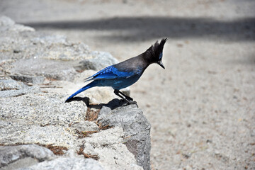 Blue bird