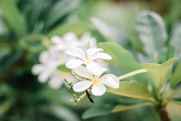Obraz na płótnie Canvas Plumeria white flower